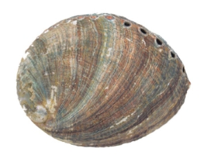 Mexican Green Abalone Shell: 3" to 4" 