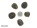 Red Ear Turtle Shell: 4" to 5" - 227-0405 (Y3LR-A1)