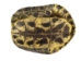 Red Ear Turtle Shell: 4" to 5" - 227-0405 (Y3LR-A1)