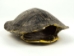 Red Ear Turtle Shell: 4" to 5" - 227-0405 (Y3LR-A1)