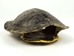 Red Ear Turtle Shell: 2" to 3" - 227-0203 (Y2J)