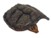 Snapping Turtle Shell with Plastron: 5" to 8" - 229-WP-0508 (Y3KRW)
