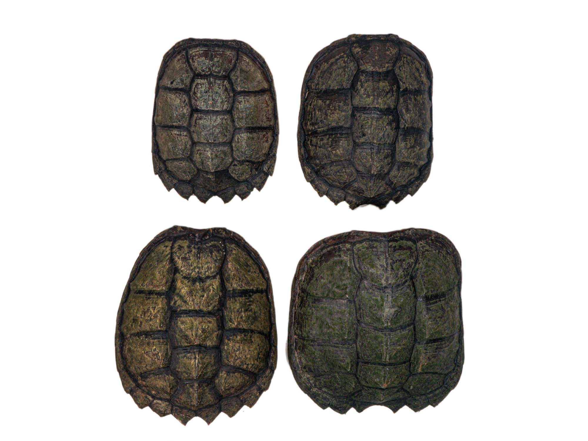 Snapping Turtle Shell with Plastron: 5 to 8
