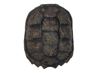 Snapping Turtle Shell with Plastron: 5" to 8" 