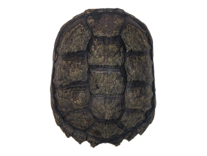 Snapping Turtle Shell with Plastron: 5" to 8" 