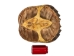 Snapping Turtle Shell with Plastron: 12"+ - 229-WP-12+
