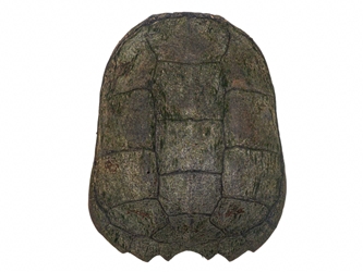 Snapping Turtle Shell with Plastron: 12"+ 