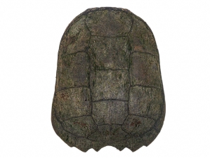 Snapping Turtle Shell with Plastron: 12"+ 