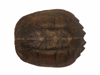 Snapping Turtle Shell with Plastron 