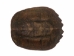 Snapping Turtle Shell (Carapace Only): 12"+ - 229-12+