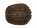 Snapping Turtle Shell (Carapace Only): 8" to 12" - 229-0812