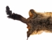 Australian Opossum Skin: Trading Post: Gray - 259-30-TP (Y1KRF)