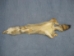 Best Quality Coyote Skin - 262-Best (Y2KWR)