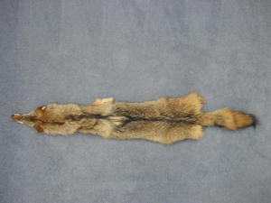 Best Quality Coyote Skin 