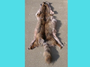 Reject Grade Coyote Skin 