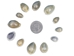 Ringtop Cowrie Shells (kg) - 269-274-KG (B1)