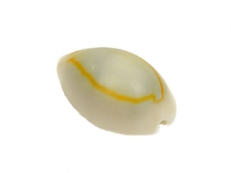 Ringtop Cowrie Shells (kg) 