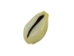 Yellow Money Cowrie Shells (kg) - 269-276-KG (Y3JRI)