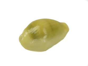 Yellow Cowrie Single Shell 