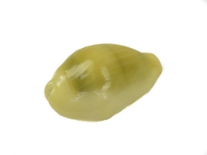 Yellow Money Cowrie Shells (kg) 