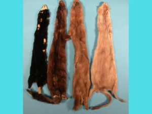 Craft Grade Wild Mink Skin (lower grade) 