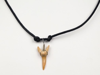 Fossil Shark Tooth Necklace 
