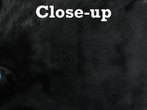 Dyed #1/#2 Breeder Czech Rabbit Skin: Black 