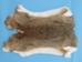 Czech #1/#2 Breeder Rabbit Skin: Bunny Brown - 283-1-CZNBB-AS (Unit 8)
