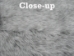 Czech #1/#2 Breeder Rabbit Skin: Snowtop Light - 283-1-CZNCPL (Y2FRM)(Y2HRP)
