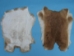 Czech #1/#2 Breeder Rabbit Skin: Fawn - 283-1-CZNFA-AS (Y2HRC)