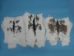 Czech #1/#2 Breeder Rabbit Skin: Brown and White Spotted - 283-1-CZNSP2-AS (Y2H)