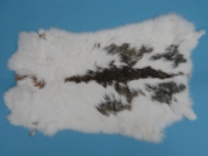 Czech #1/#2 Breeder Rabbit Skin: Brown and White Spotted 
