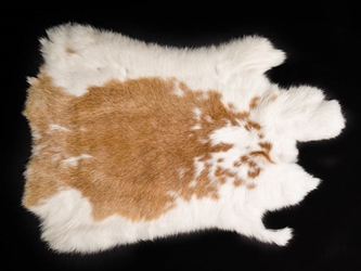 Czech #1/#2 Breeder Rabbit Skin: Fawn and White Spotted 