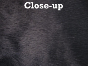Dyed #1/#2 Breeder Spanish Rabbit Skin: Black 