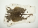 Czech Rabbit Skin: #4: Natural - 283-4-CZN (Y2HRK)