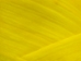 Imitation Sinew: 34 yards/100 feet: Yellow - 287-1-34-YL (Y2HC16)