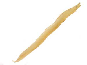 Deer Backstrap Sinew: <19" 