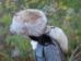 Coyote Hat with Tail - 3-65-24 (Y2MRD)