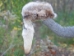 Coyote Hat with Tail - 3-65-24 (Y2MRD)