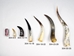 Polished Steer Horn: 23" to 29" - 304-23-29
