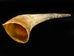 Raw Steer Horn: 30" to 35" - 306-30-35 (Y3H)