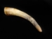 Raw Steer Horn: 18" to 22" - 306-18-22 (Y2PRF)