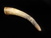 Raw Steer Horn: 18" to 22" - 306-18-22 (Y2P)