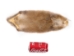 Muskrat Skin: #1 Grade - 308-1 (Y1LC02)