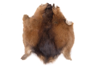 Muskrat Skin: Craft Grade 