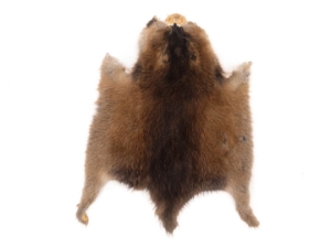 Muskrat Skin: Trading Post Grade 