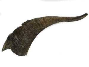Black Goat Horns: 12"+ 
