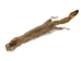 Canadian Red Pine Squirrel Skin: #1 - 32-10-1-AS (Y2KRA)