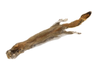 Canadian Red Pine Squirrel Skin: #1 