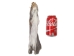 Gray Fox Squirrel Skins - 32-25-AS (Y1XC13)